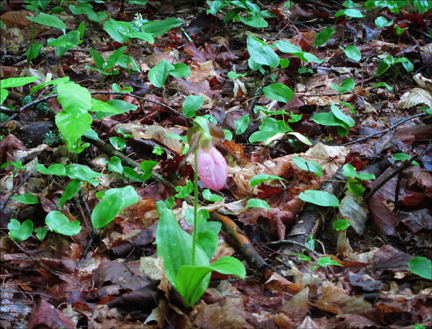 Adirondack Wildflowers:  Pink Lady's Slipper (Cypripedium acaule) in bloom at the Paul Smiths VIC (23 May 2012)